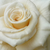 Biały  - Róże rabatowe floribunda - Champagner ®
